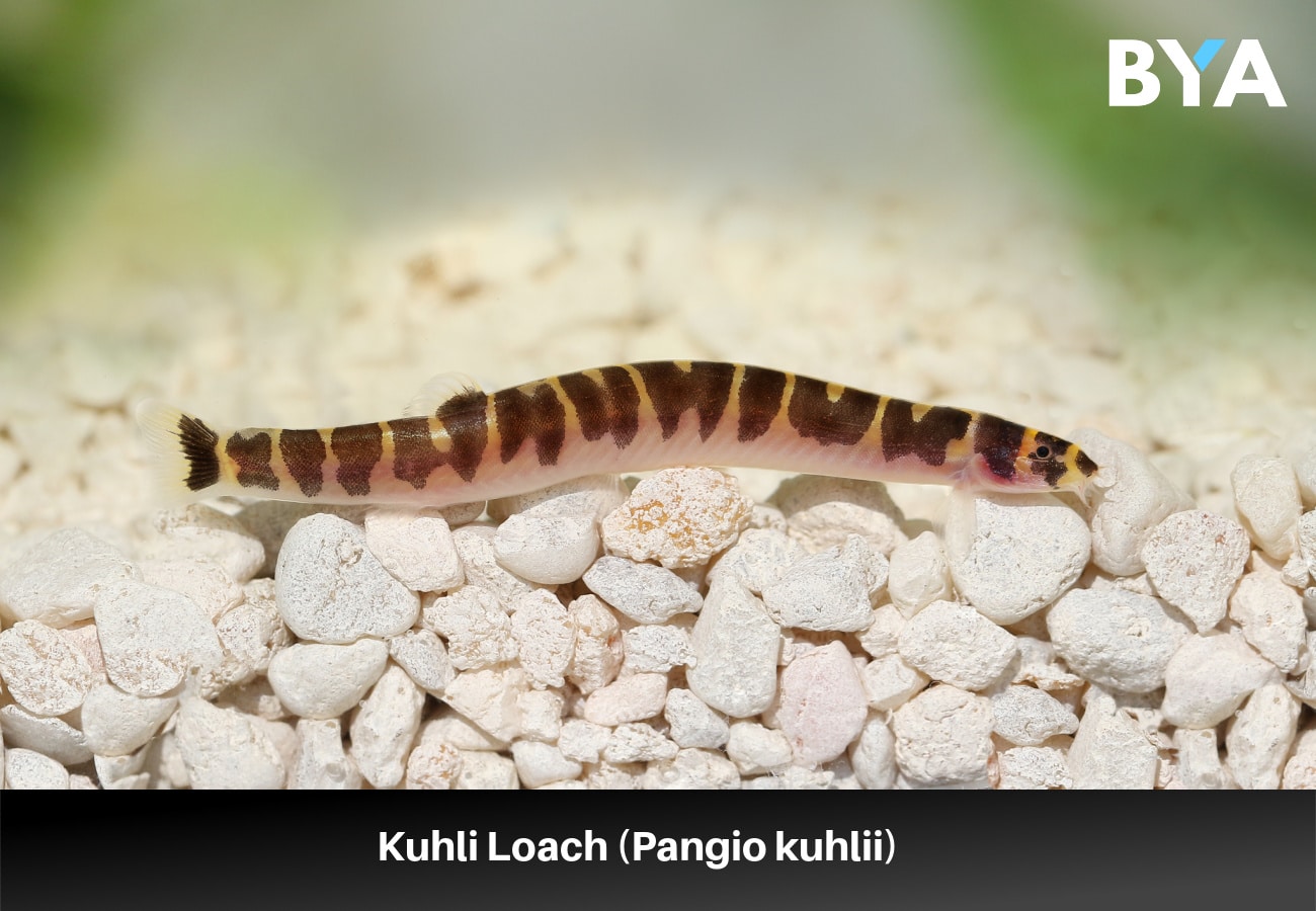 Kuhli Loach (Pangio kuhlii) 