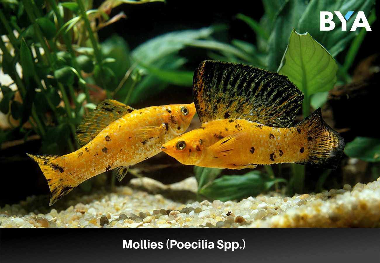 Mollies (Poecilia Spp.) 