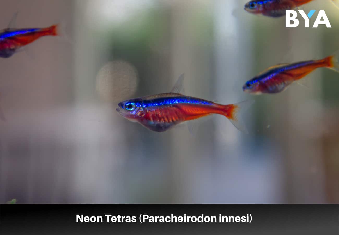 Neon Tetras (Paracheirodon innesi) 