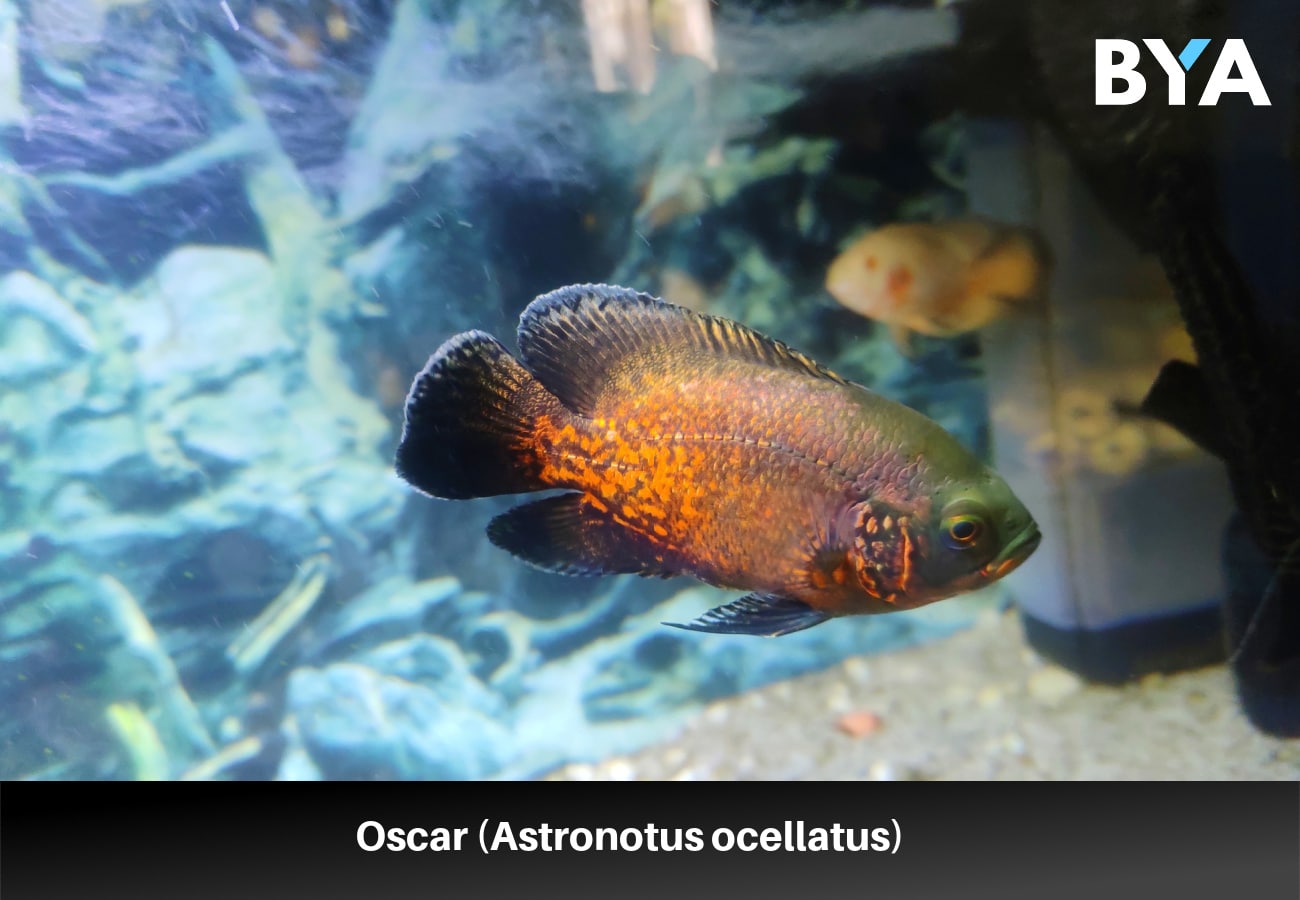 Oscar (Astronotus ocellatus)
