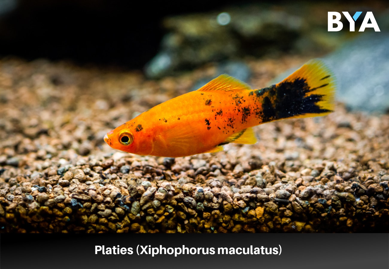 Platies (Xiphophorus maculatus)