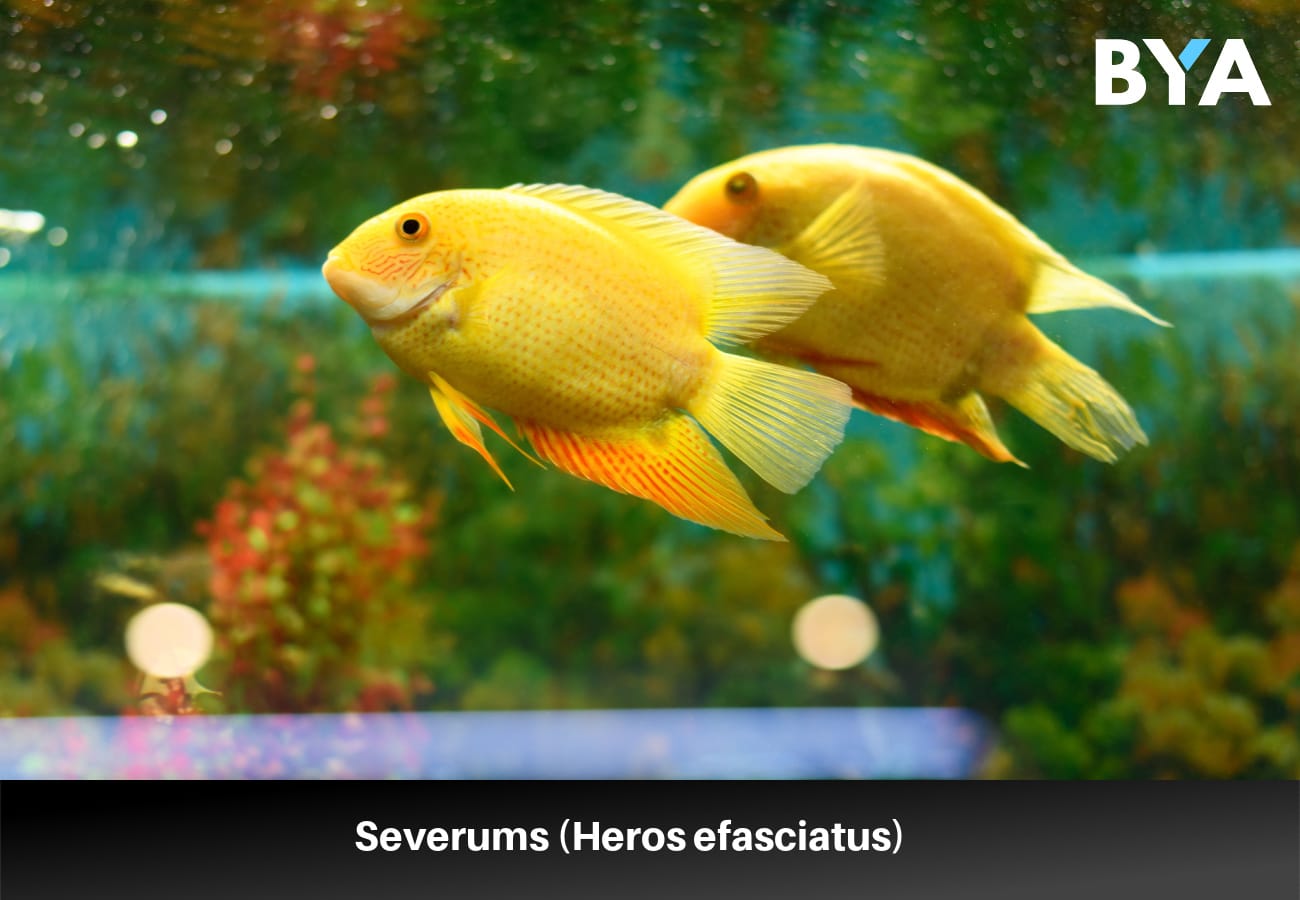 Severums (Heros efasciatus)