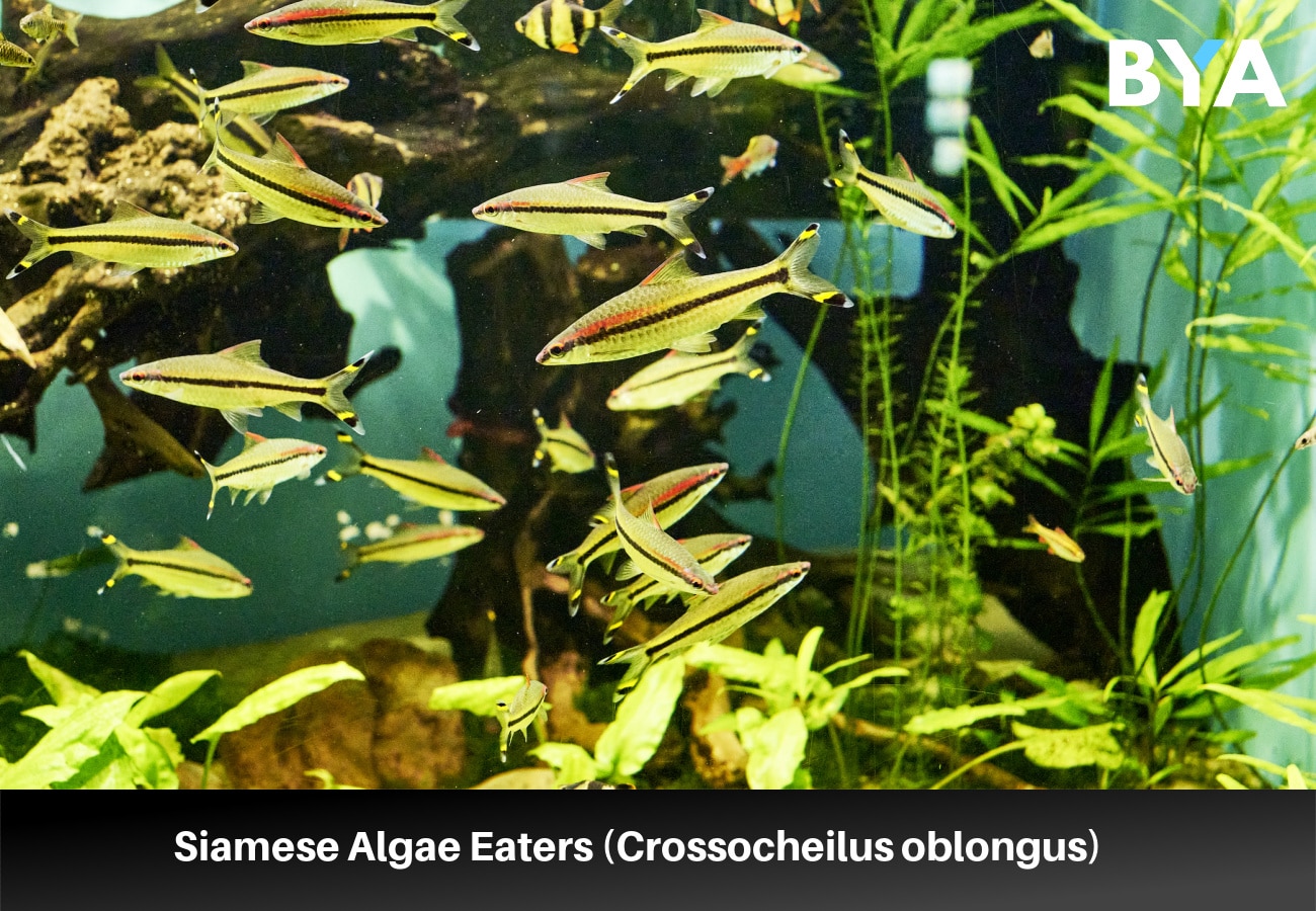 Siamese Algae Eaters (Crossocheilus oblongus) 