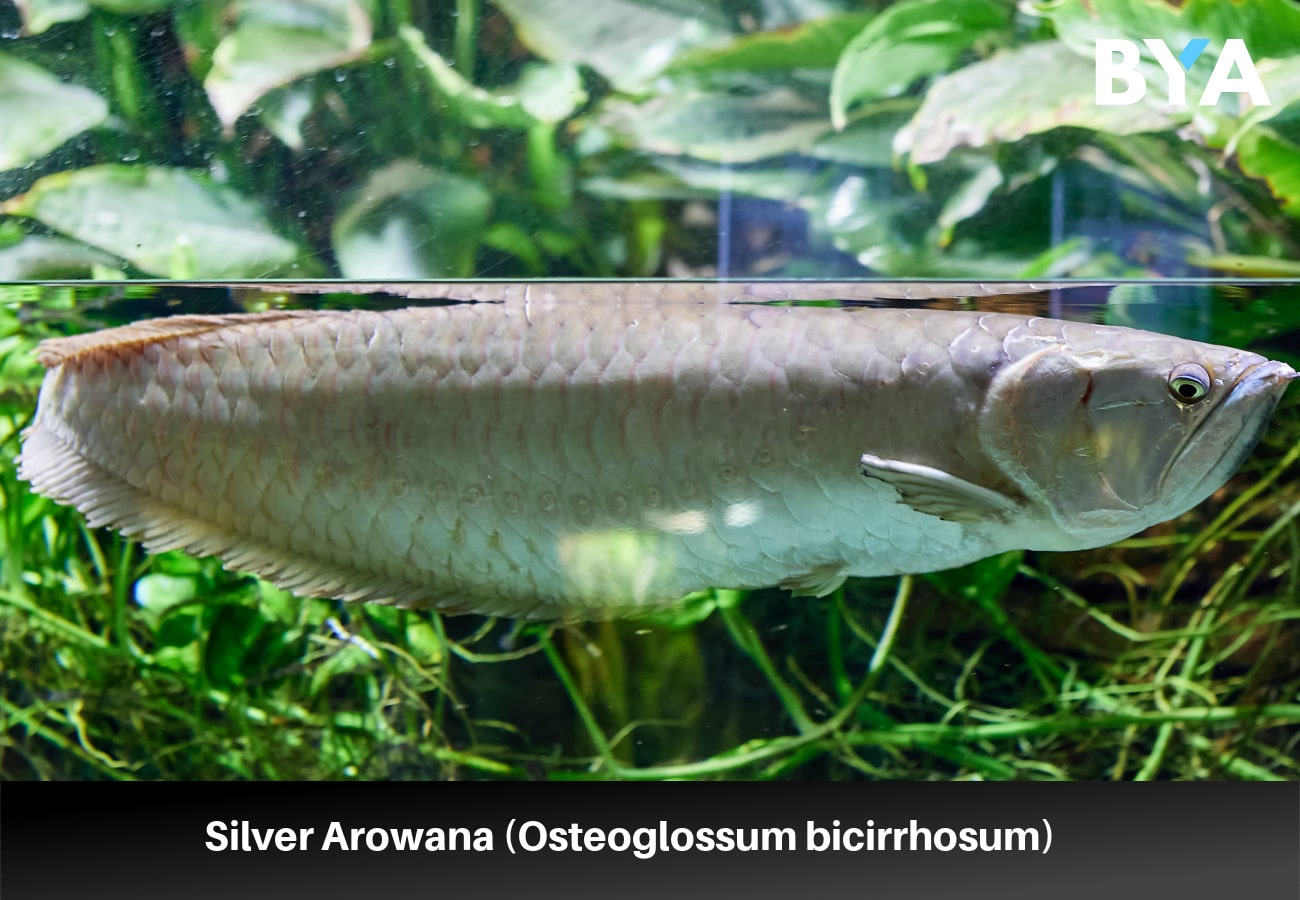 Silver Arowana (Osteoglossum bicirrhosum)