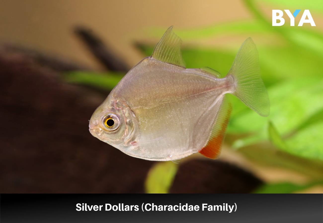 Silver Dollars (Characidae Family)