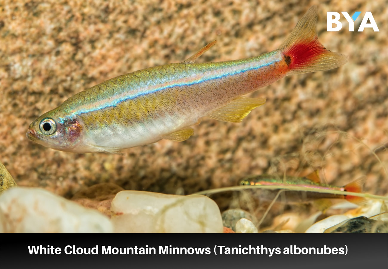 White Cloud Mountain Minnows (Tanichthys albonubes)