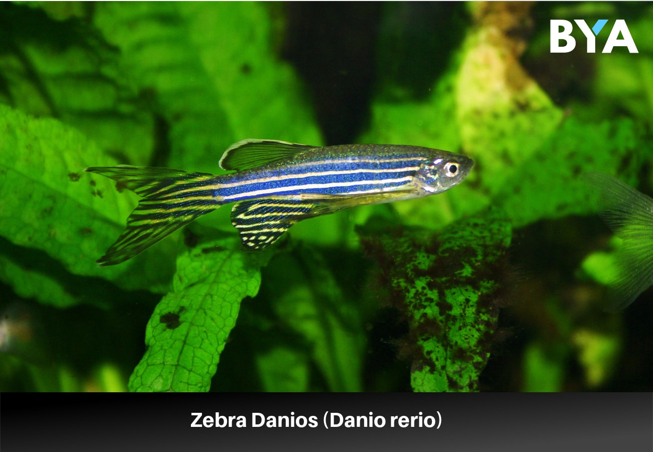 Zebra Danios (Danio rerio) 