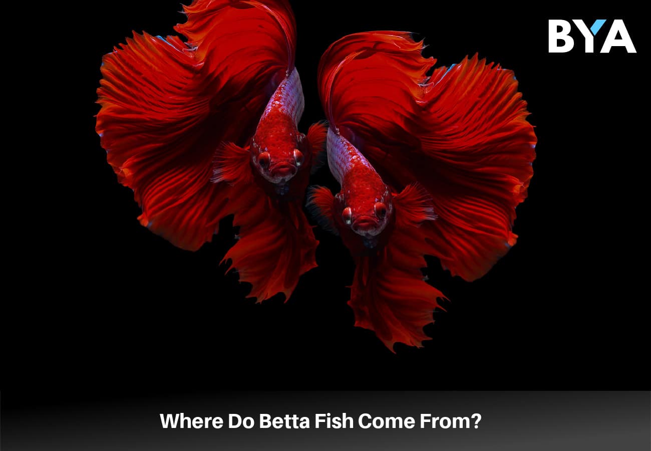 Betta Fish Come From