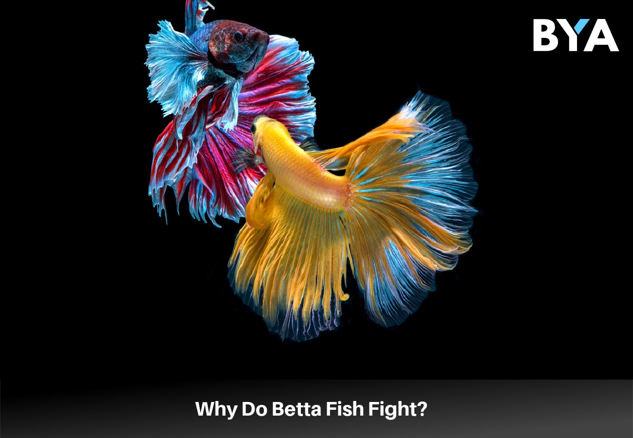 Why Do Betta Fish Fight?