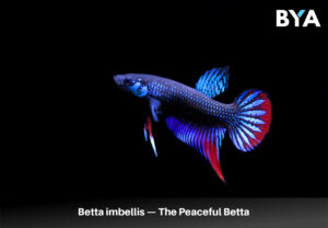 Betta imbellis