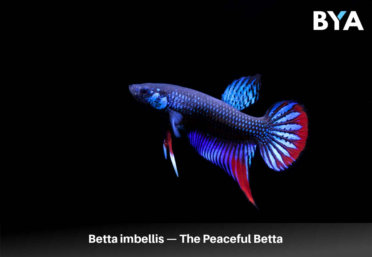 Betta imbellis