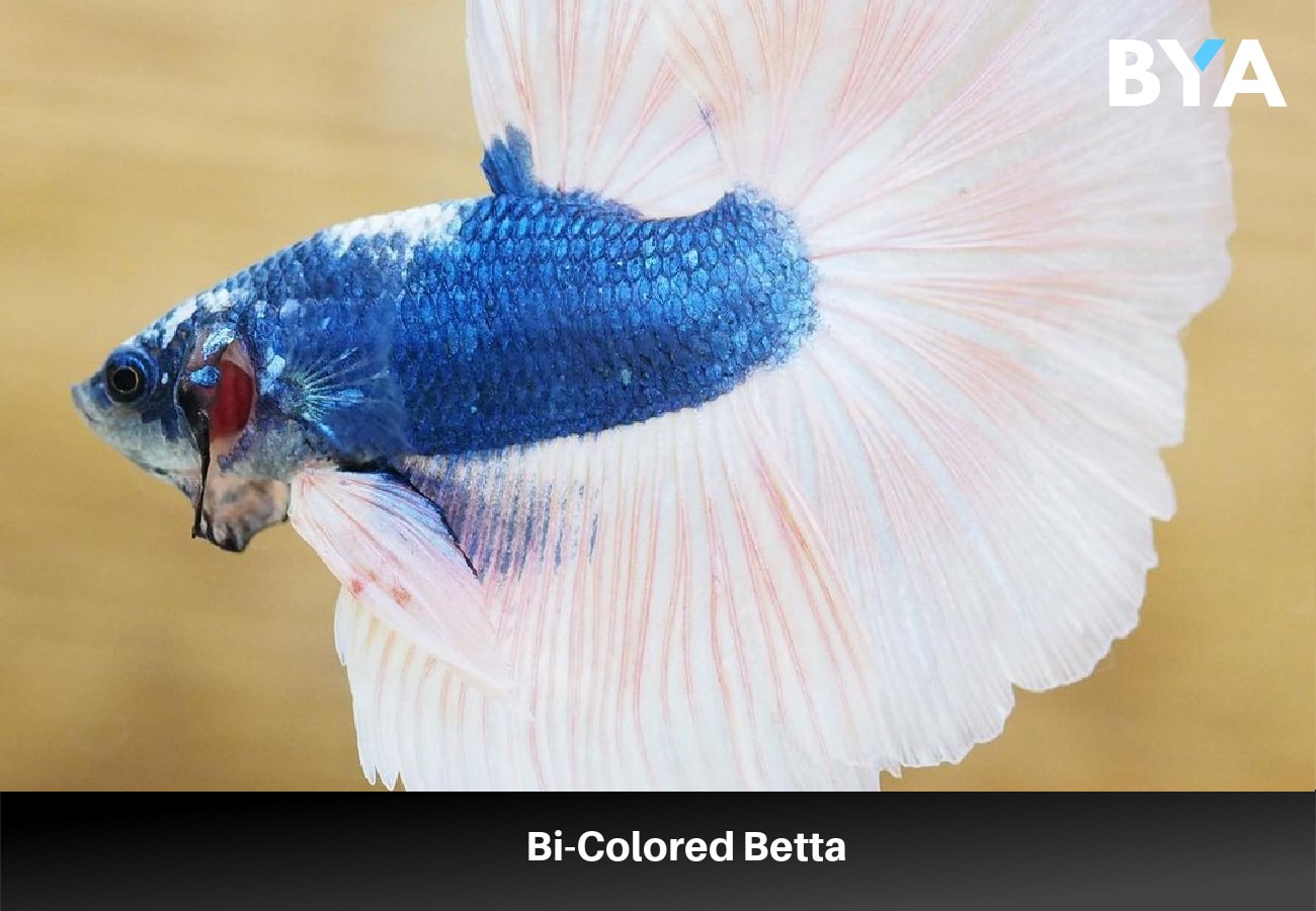Bi-Colored Betta
