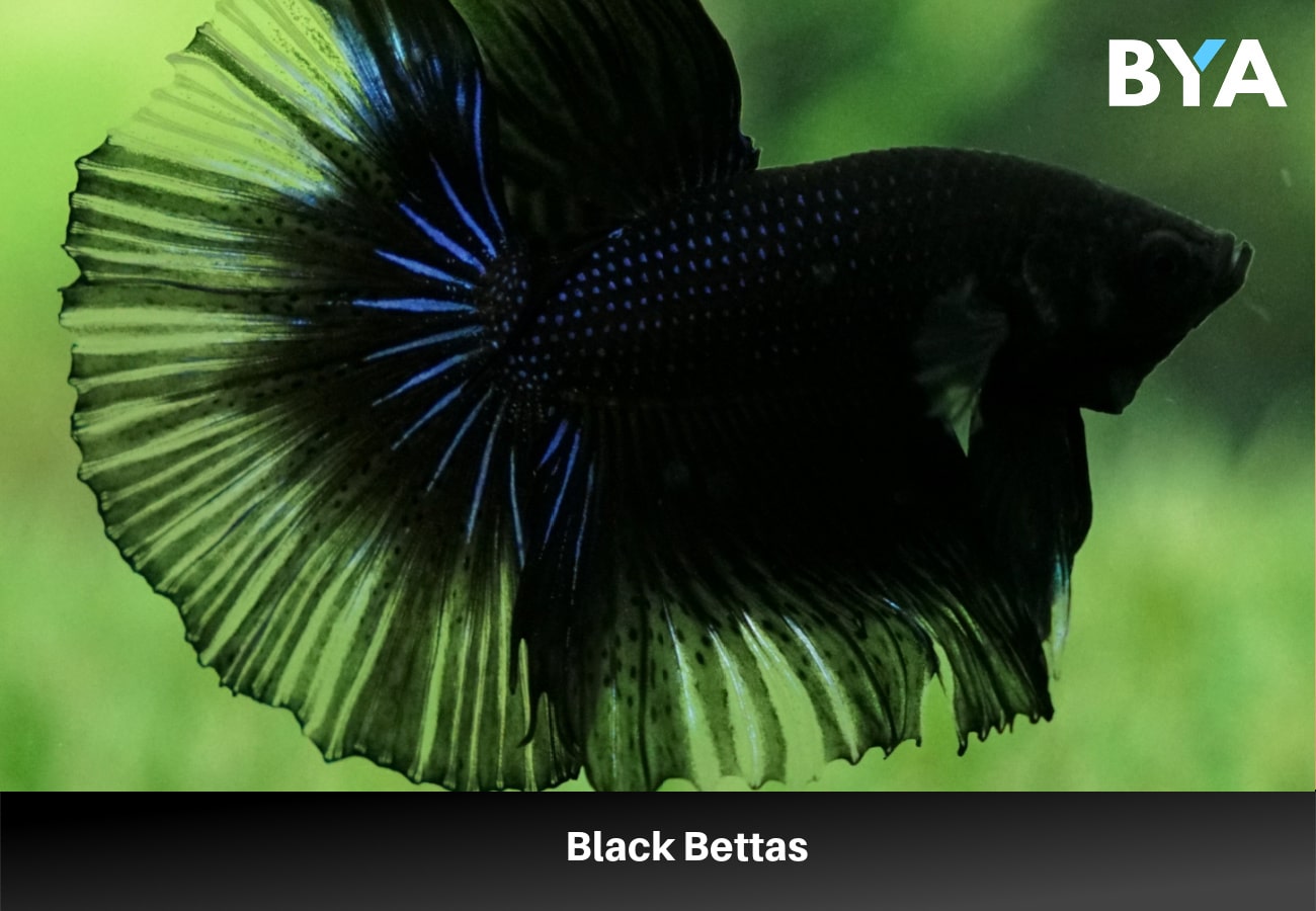 Black Bettas