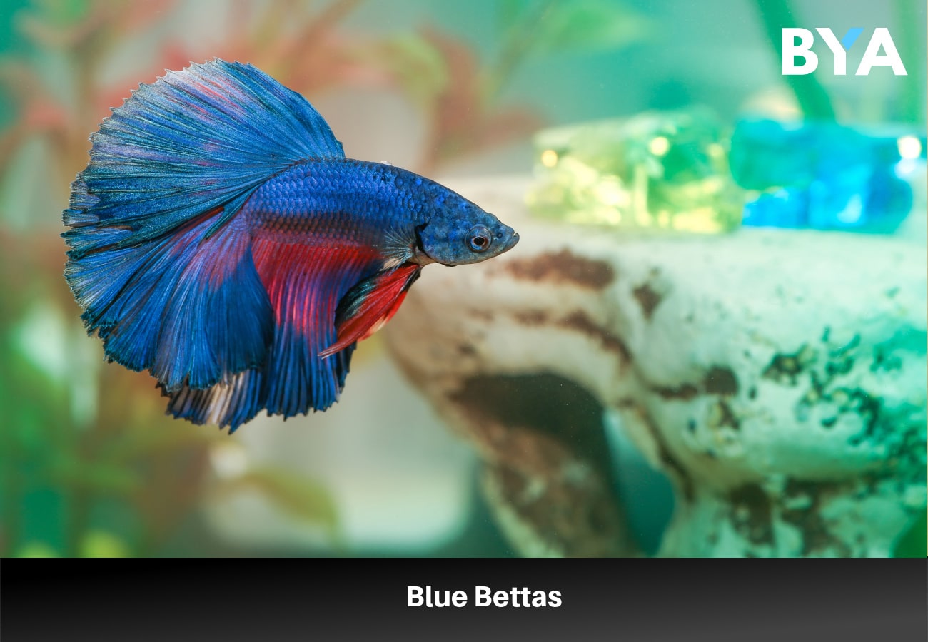 Blue-Bettas