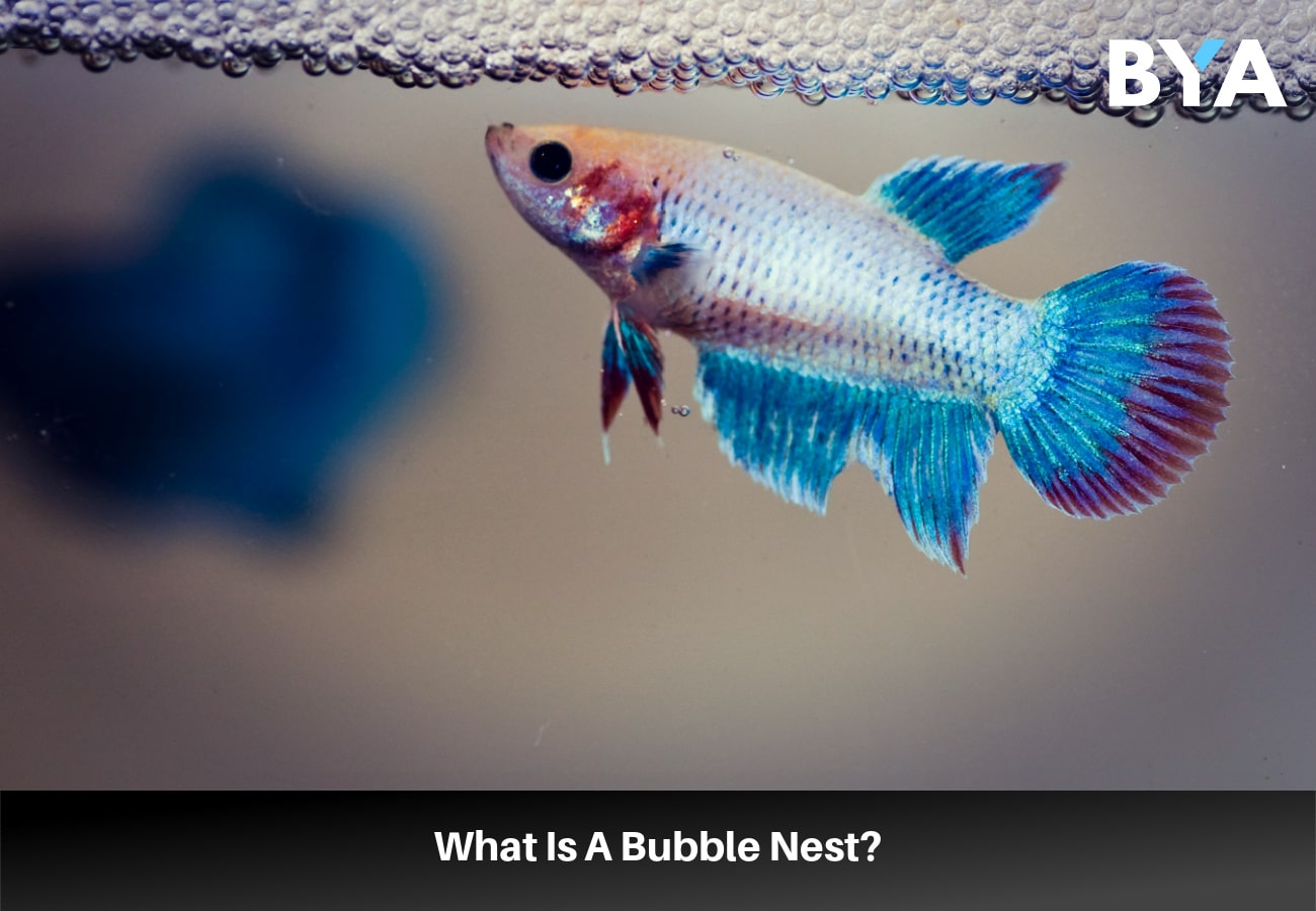 Betta buble nest