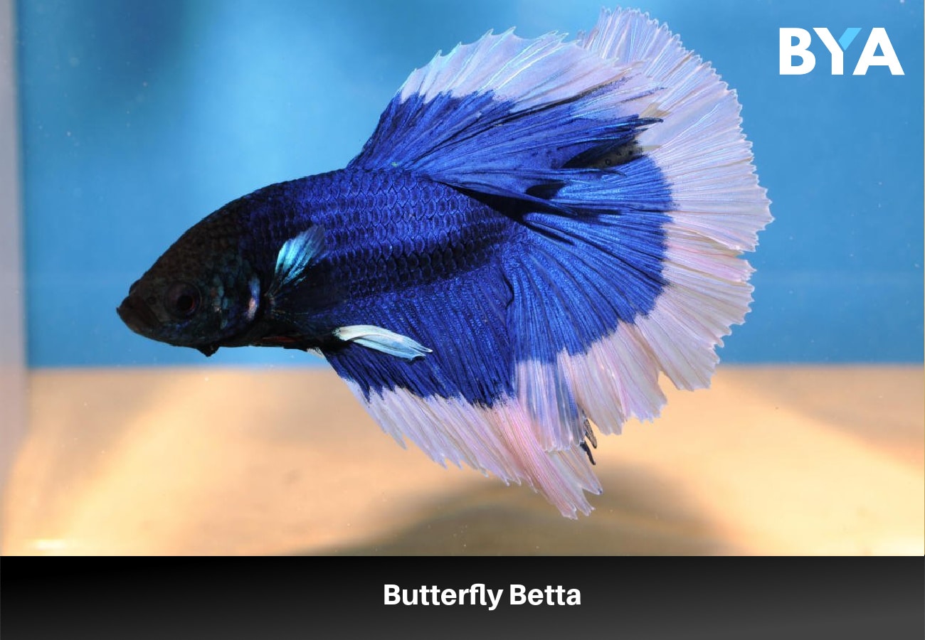 Butterfly Betta