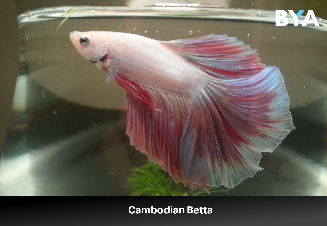 Cambodian Betta