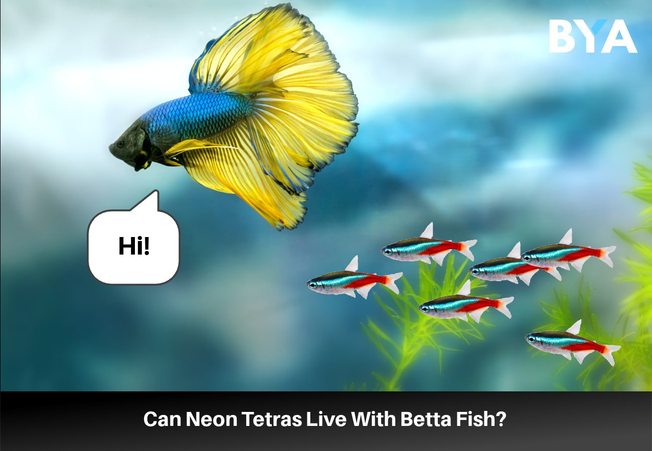 Can Neon Tetras Live With Betta Fish?