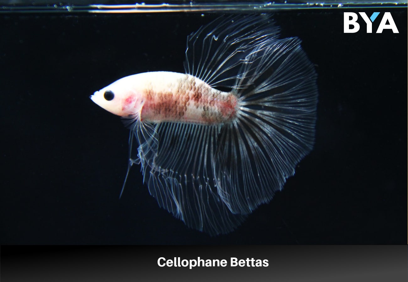 Cellophane Bettas