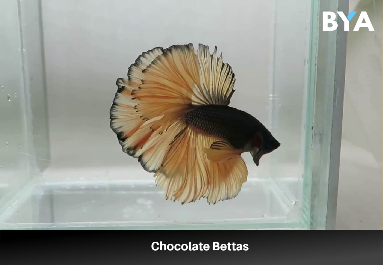 Chocolate Bettas