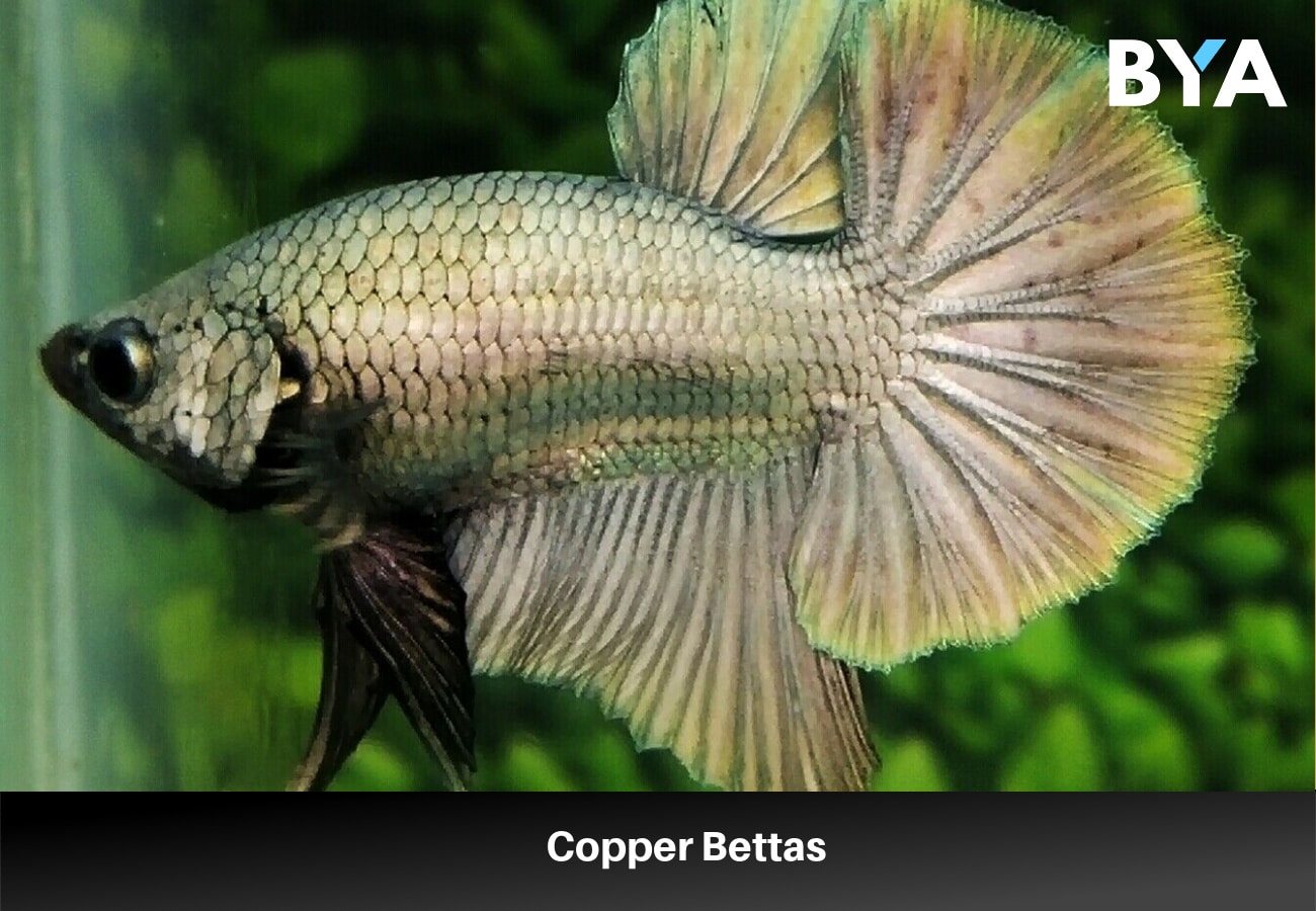 Copper Bettas