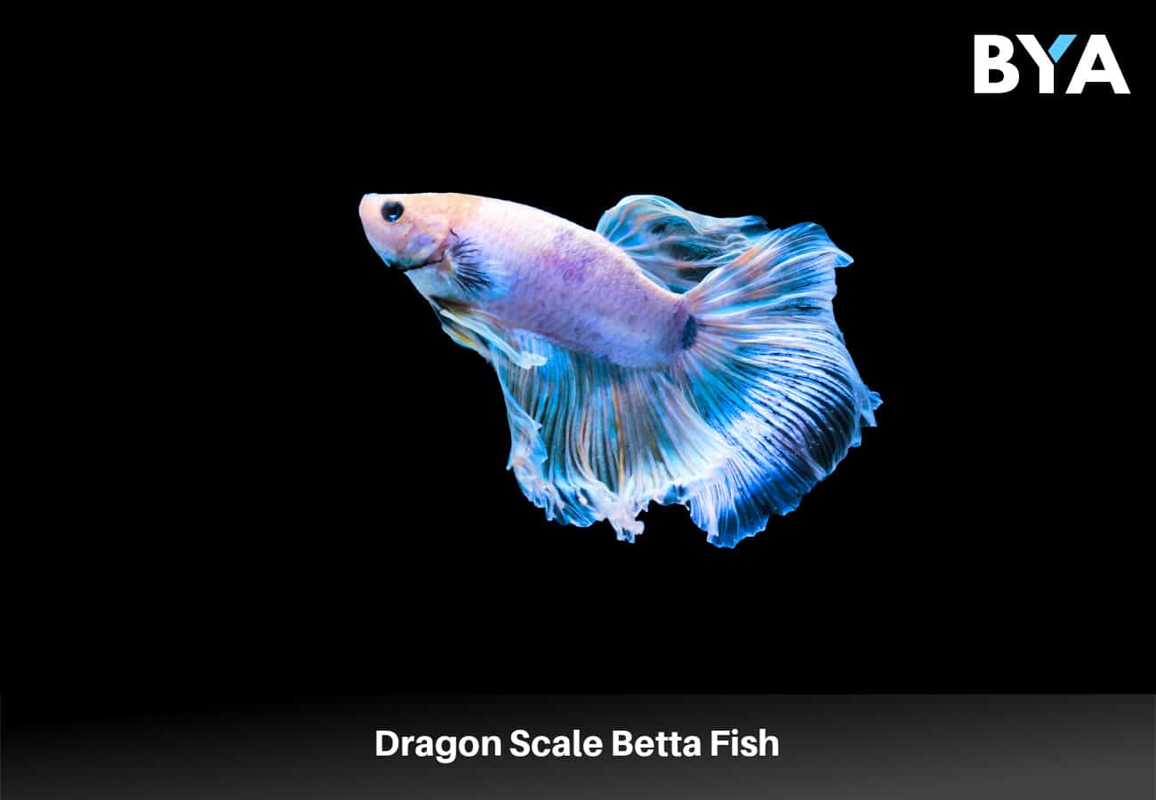 Dragon Scale Betta Fish