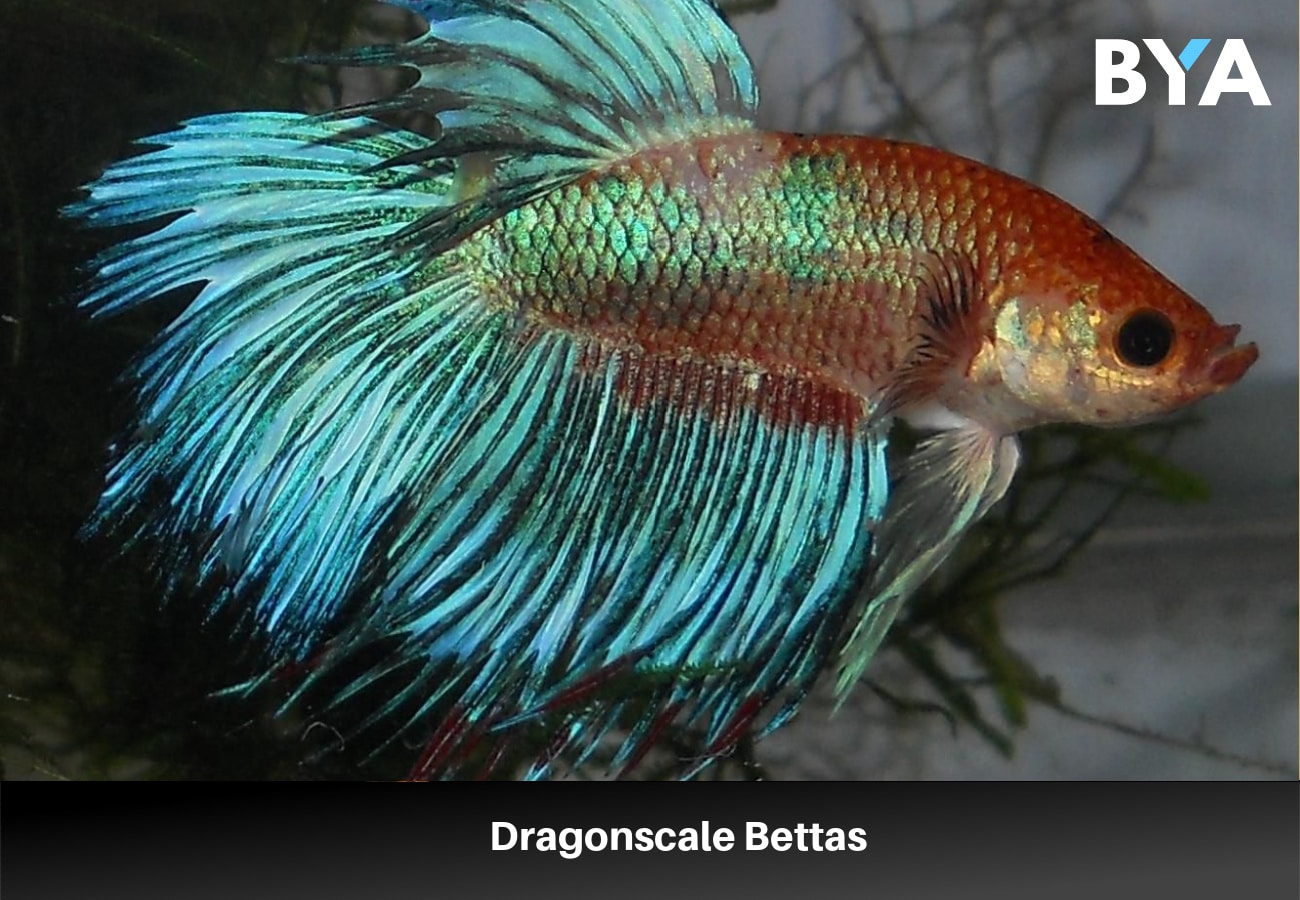 Dragonscale Bettas