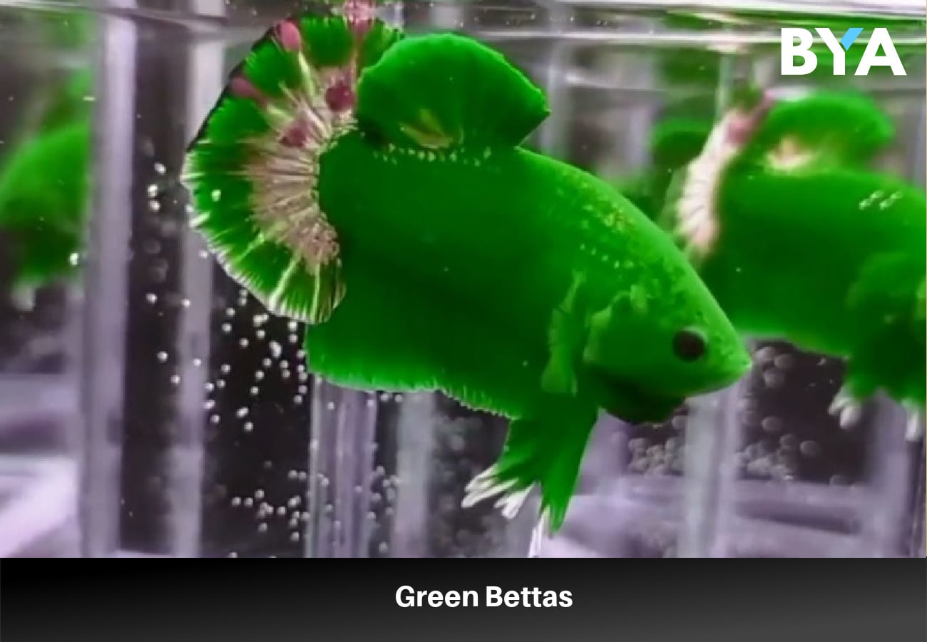 Green Bettas