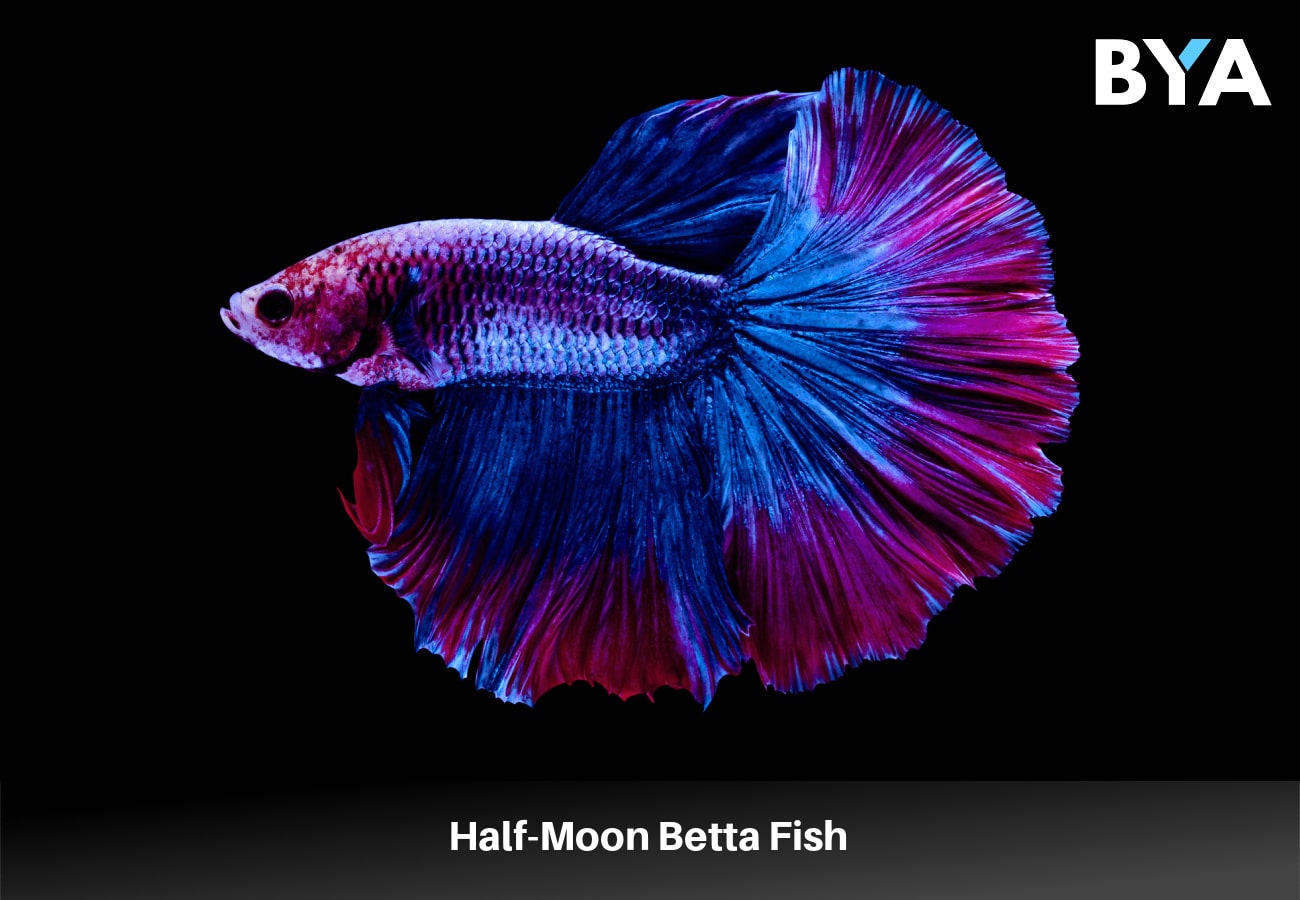The Half-Moon Betta Fish