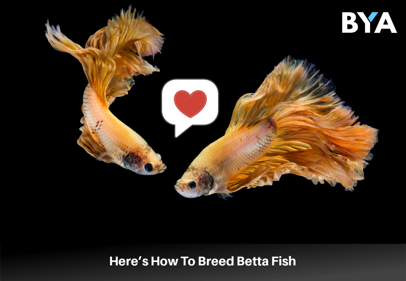 Here’s How To Breed Betta Fish 