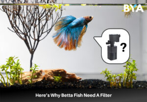 Here’s Why Betta Fish Need A Filter