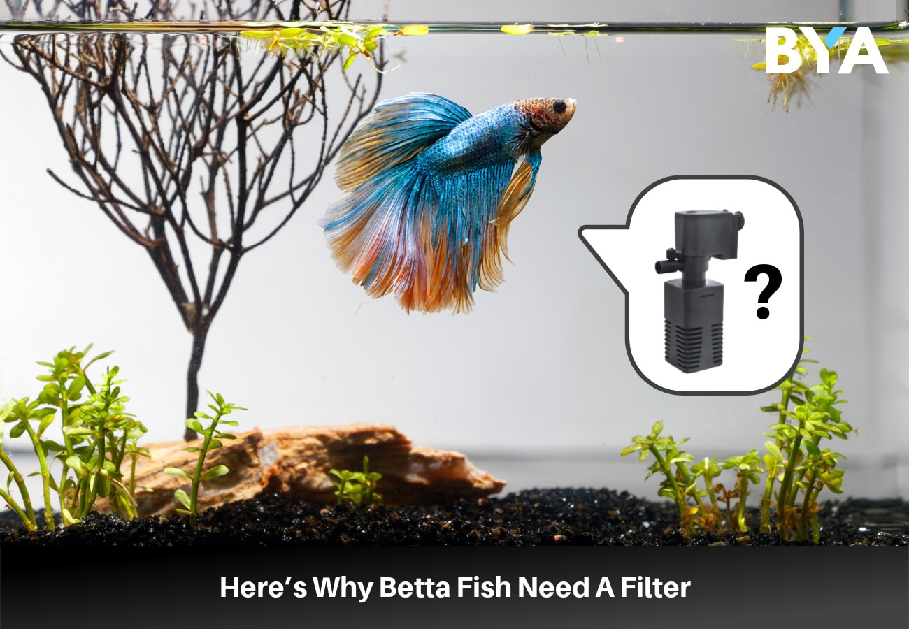 Here s Why Betta Fish Need A Filter