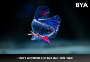 Here’s Why Betta Fish Spit Out Their Food