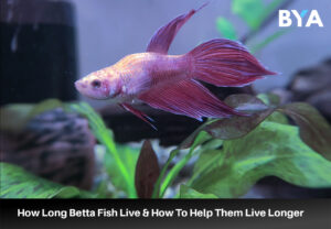 How Long Betta Fish Live