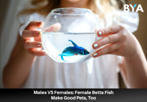 Males VS Females_ Female Betta Fish Make Good Pets, Too