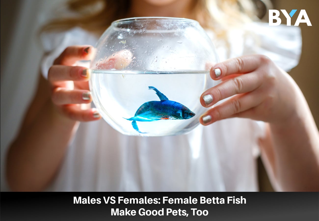 Males Vs. Females: Female Betta Fish Make Good Pets, Too