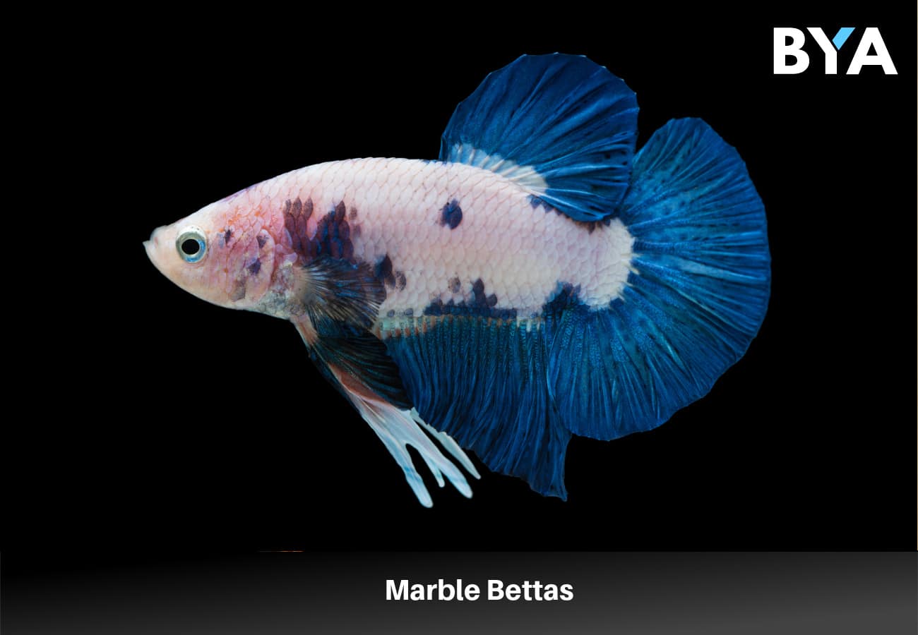 Marble Bettas