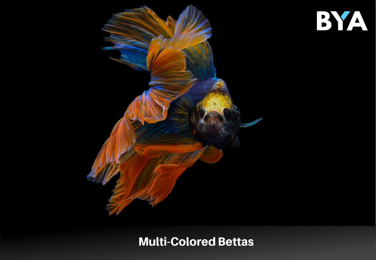 Multi-Colored Bettas