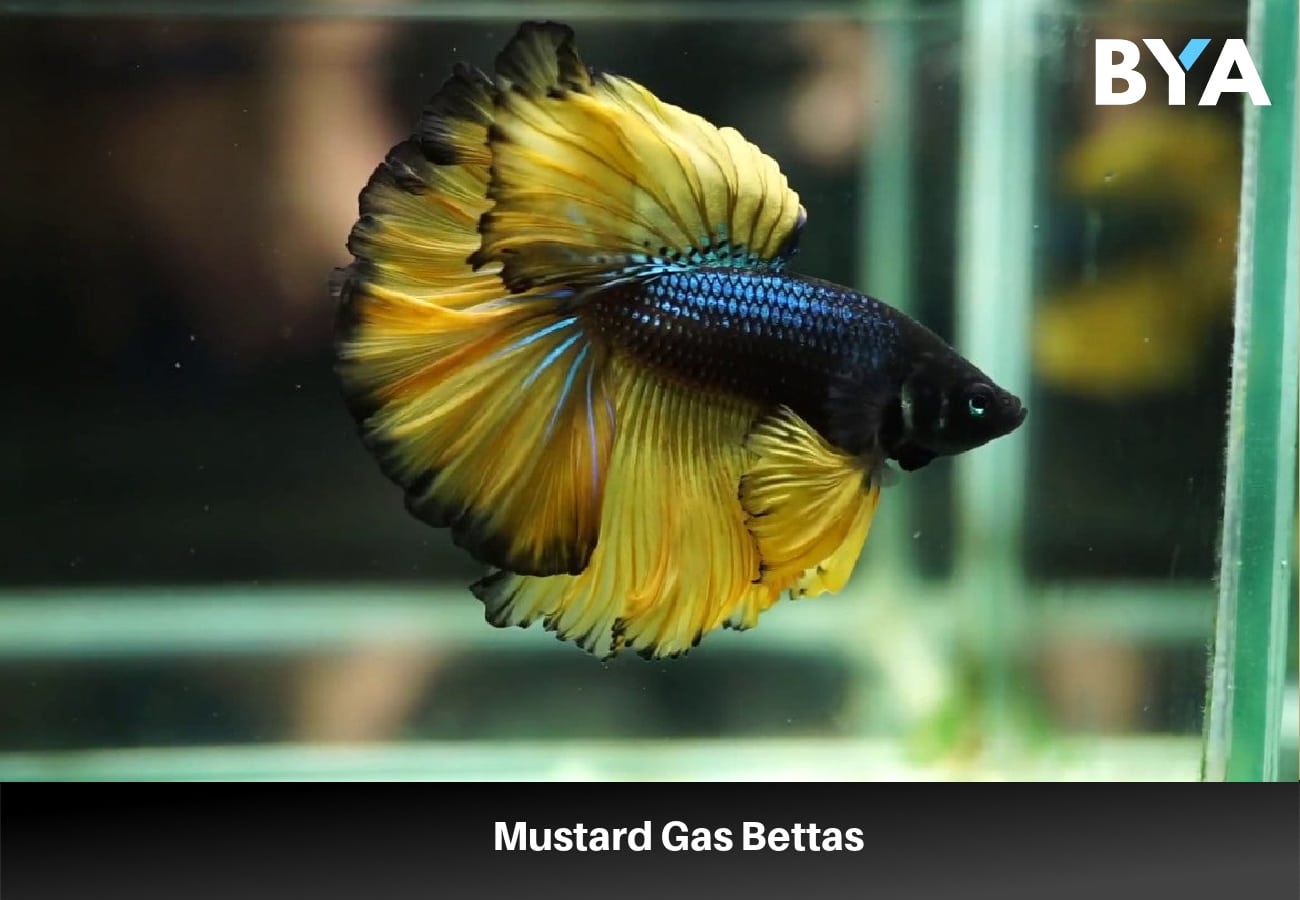 Mustard Gas Bettas