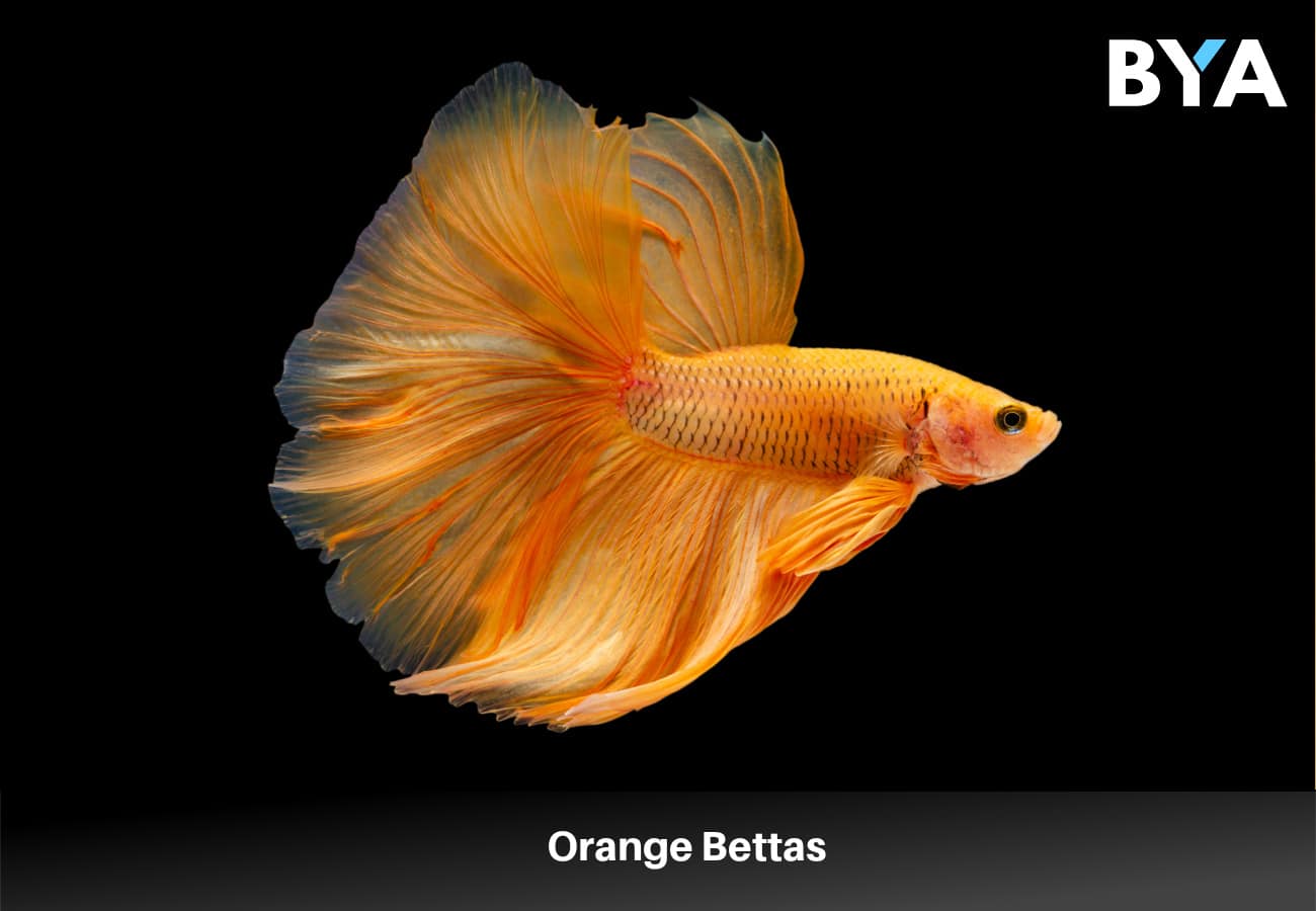 Orange Bettas