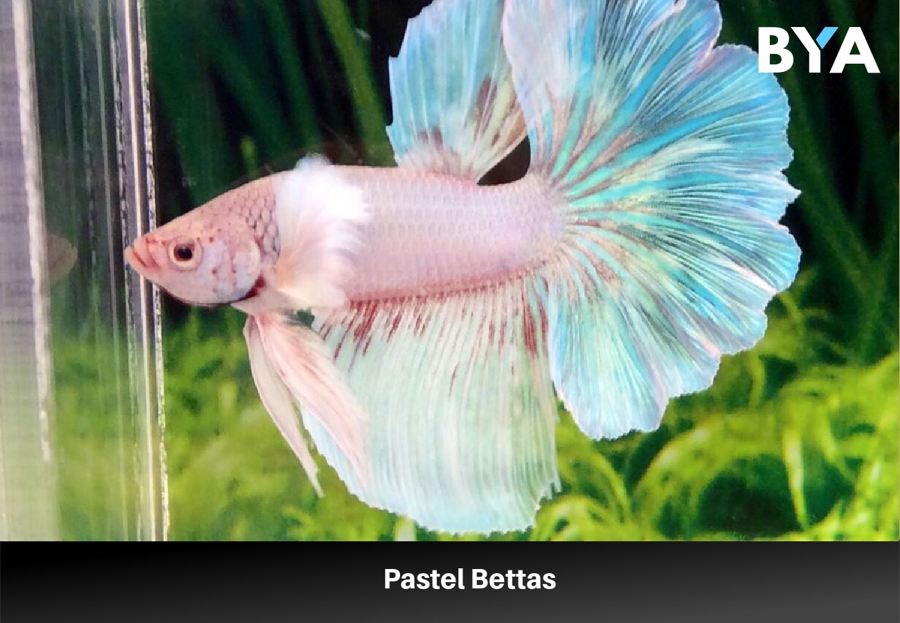 Pastel Bettas