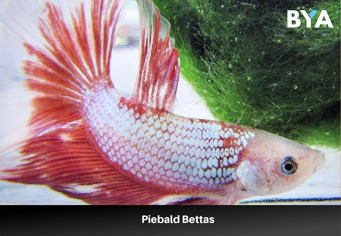 Piebald Bettas