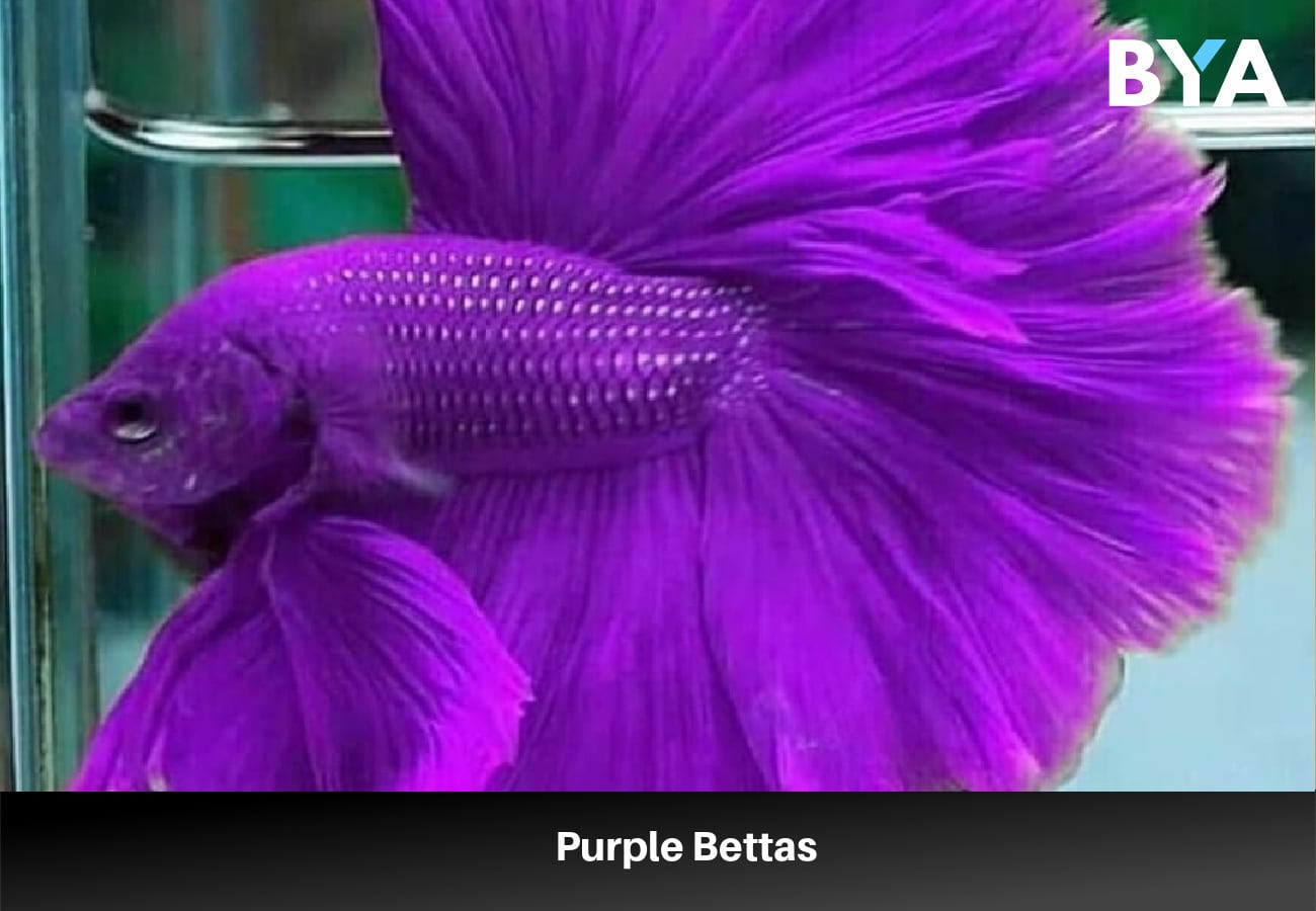 Purple Bettas