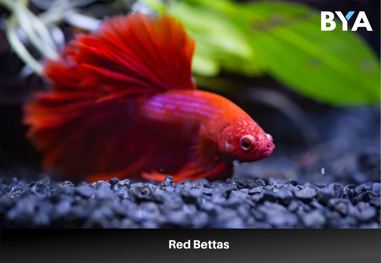 Red Bettas