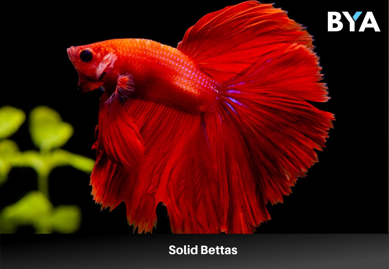 Solid Bettas