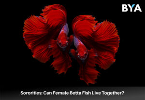 Sororities: Can Female Betta Fish Live Together?