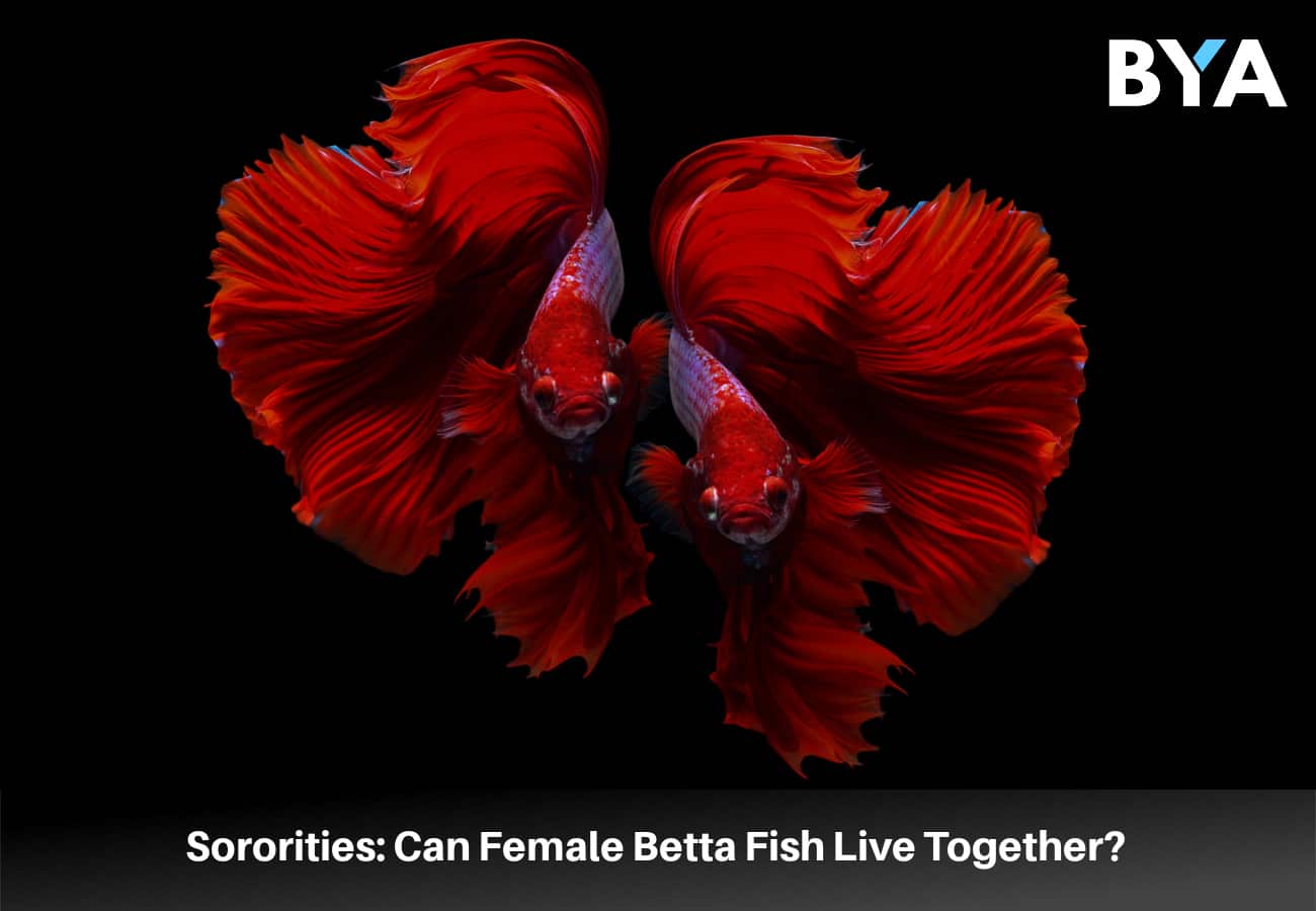 Sororities: Can Female Betta Fish Live Together?