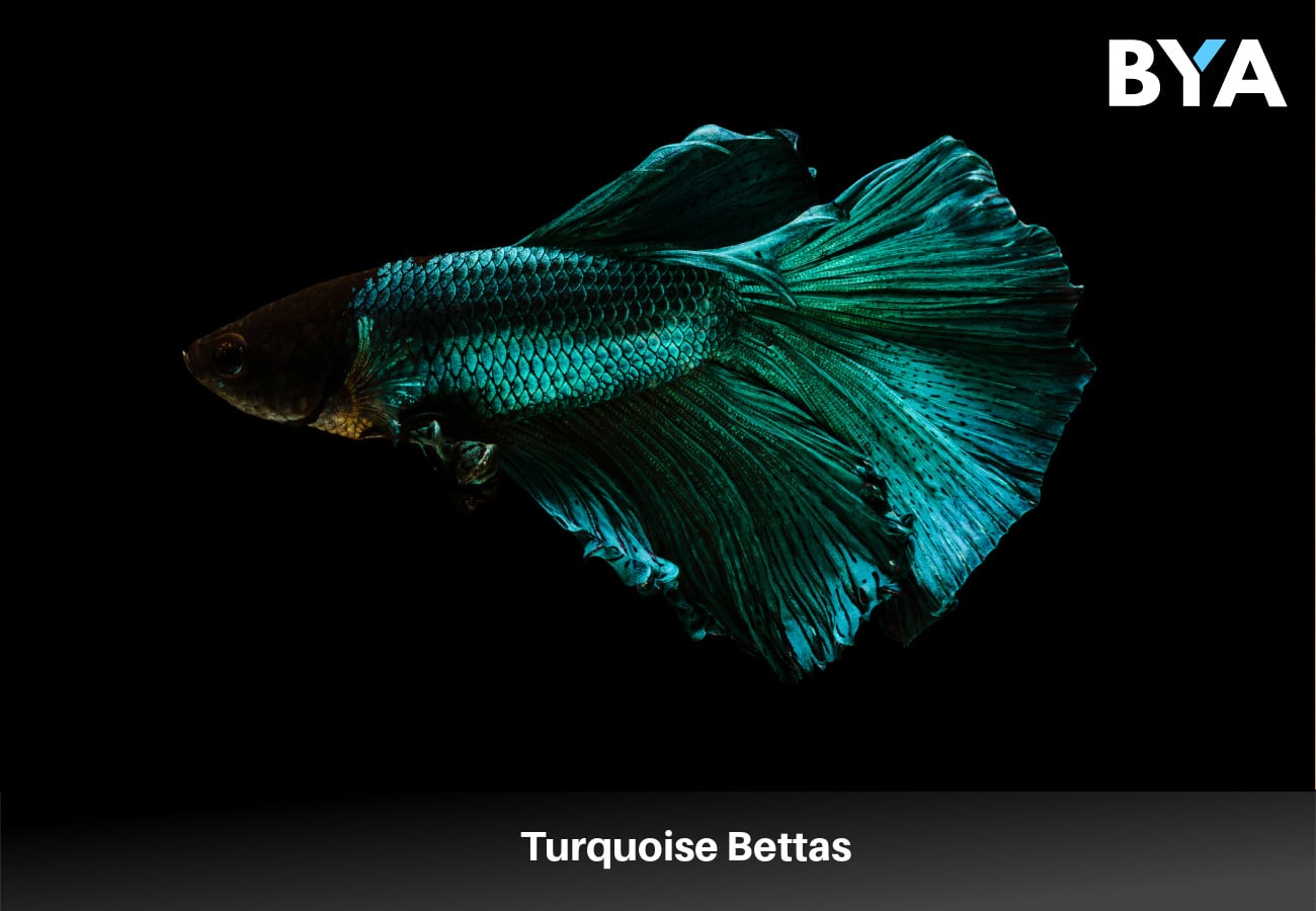 Turquoise Bettas