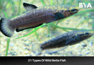 Wild Betta Fish 