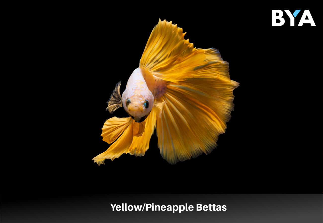 Yellow/Pineapple Bettas